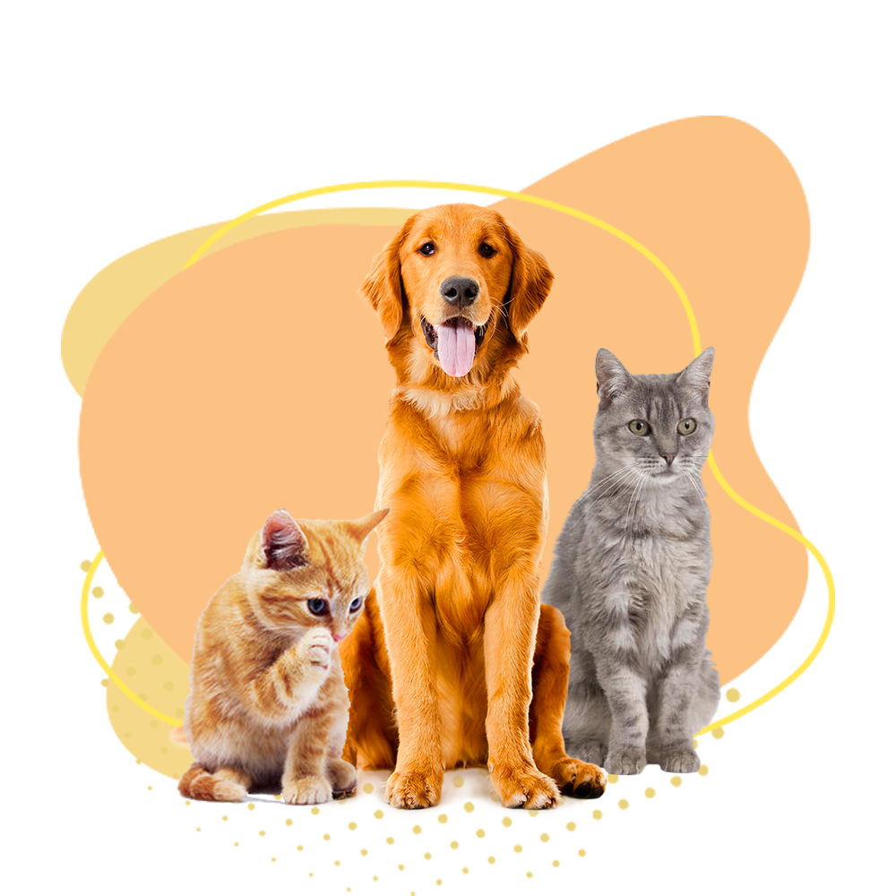 image Accessoires pour chiens et chats